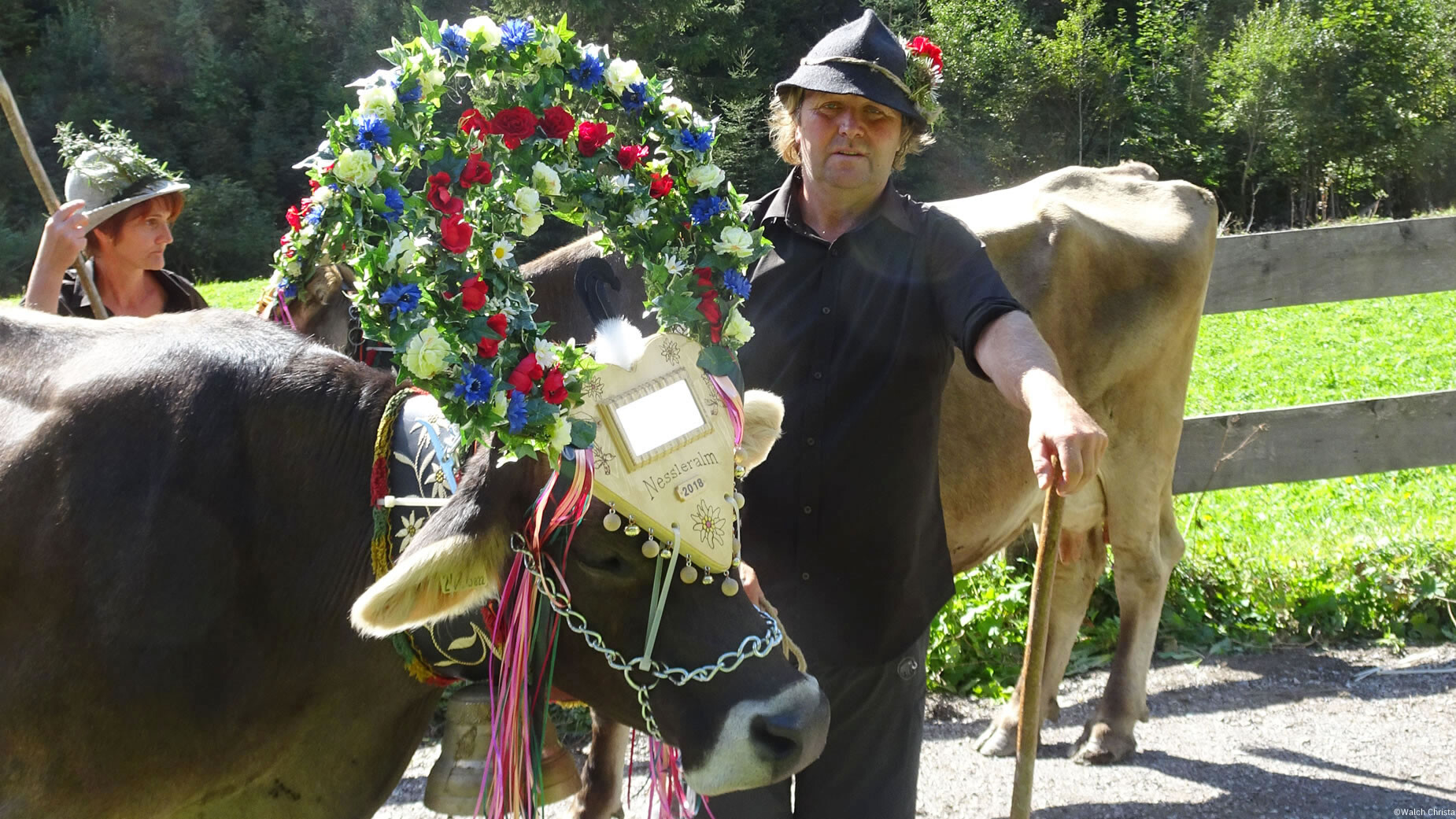 Ein geschmücktes Rind wird beim Almabtrieb von einem Bauern geführt, im Hintergrund grüne Wiesen. / A decorated cow is led by a farmer during the cattle drive, with green meadows in the background.