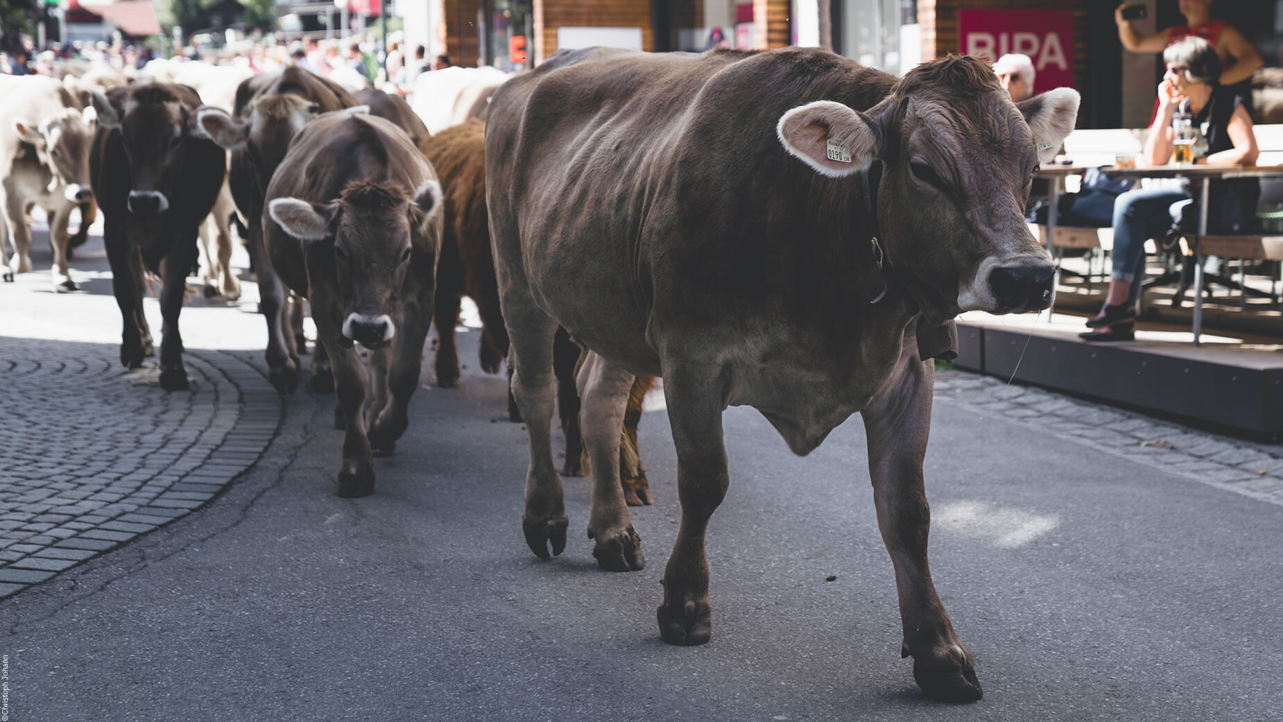 Kühe laufen durch das Dorfzentrum, Zuschauer sitzen am Straßenrand in der Sonne. / Cows walk through the village center, with spectators seated along the roadside in the sun.