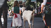 Ein Mädchen im Dirndl führt eine weiße Ziege durch eine belebte Straße während eines traditionellen Umzugs. / A girl in a dirndl leads a white goat through a busy street during a traditional parade.