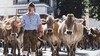 Ein Mann in Tracht führt eine große Herde Kühe durch das Dorfzentrum, begleitet von Zuschauern. / A man in traditional dress guides a large herd of cows through the village center, accompanied by onlookers.