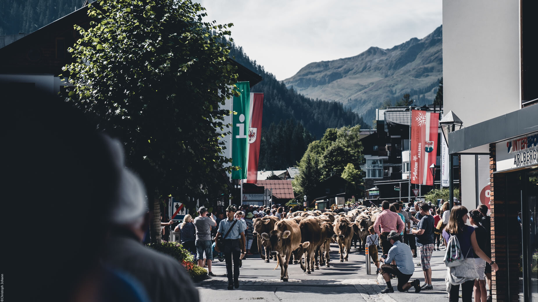 Eine Herde Kühe zieht durch das Dorfzentrum von St. Anton, eingerahmt von Bergen und Zuschauern. / A herd of cows moves through the village center of St. Anton, surrounded by mountains and spectators.