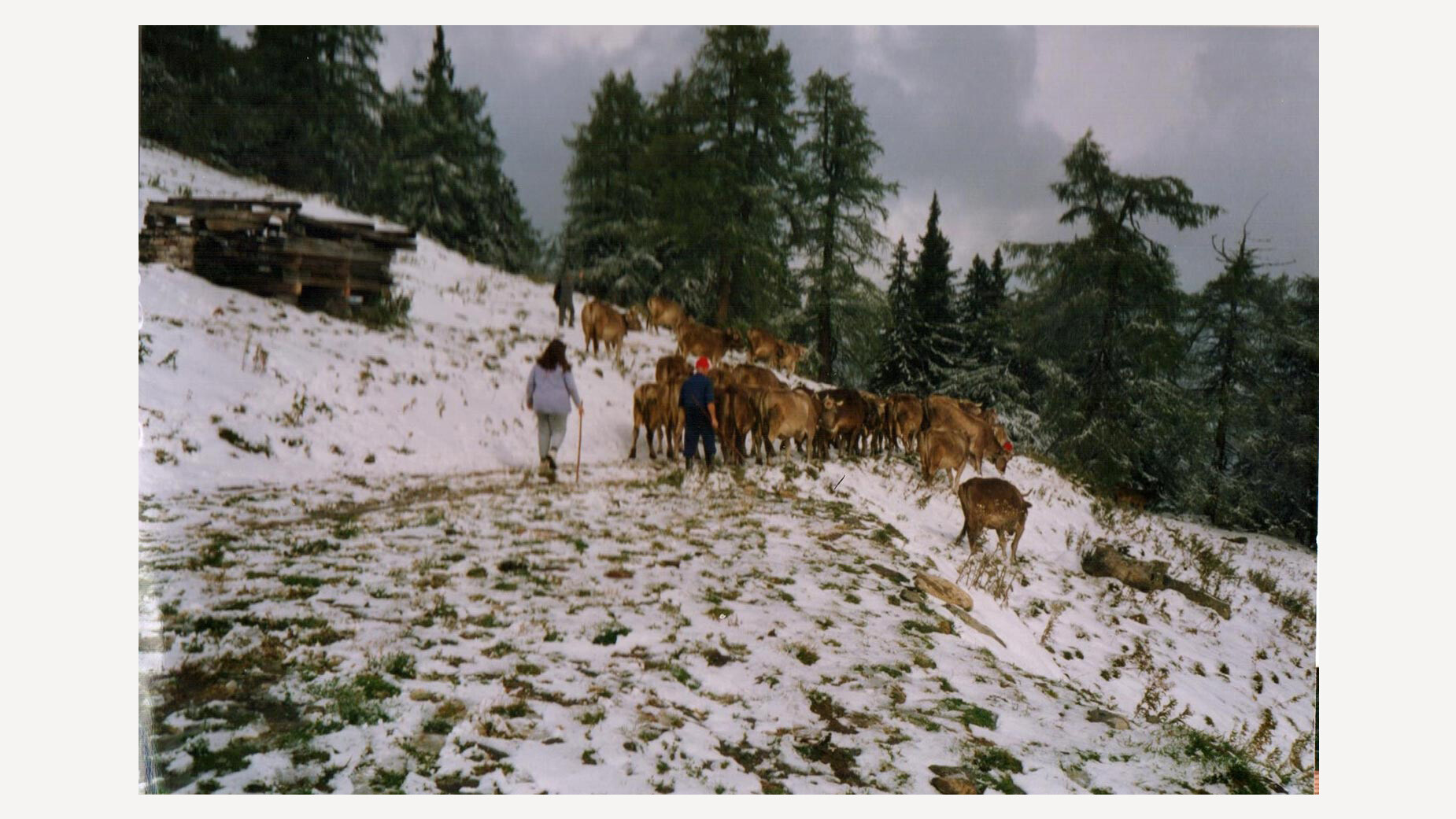 Almabtrieb im ersten Schnee / Cattle drive in first snow Herbstliche Szene mit Kühen beim Almabtrieb durch verschneite Landschaft mit Hütten / Autumn scene of cattle driven through snowy alpine landscape with huts