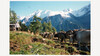 Farbfoto mit Rindern auf einer Alm vor schneebedecktem Bergpanorama in Sommerlandschaft / Color photo with cattle on an alpine pasture in front of snow-covered mountains in summer
