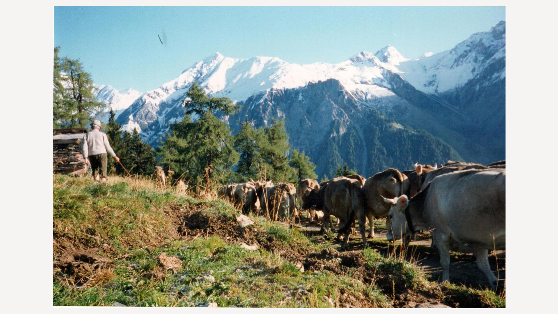 Farbfoto mit Rindern auf einer Alm vor schneebedecktem Bergpanorama in Sommerlandschaft / Color photo with cattle on an alpine pasture in front of snow-covered mountains in summer